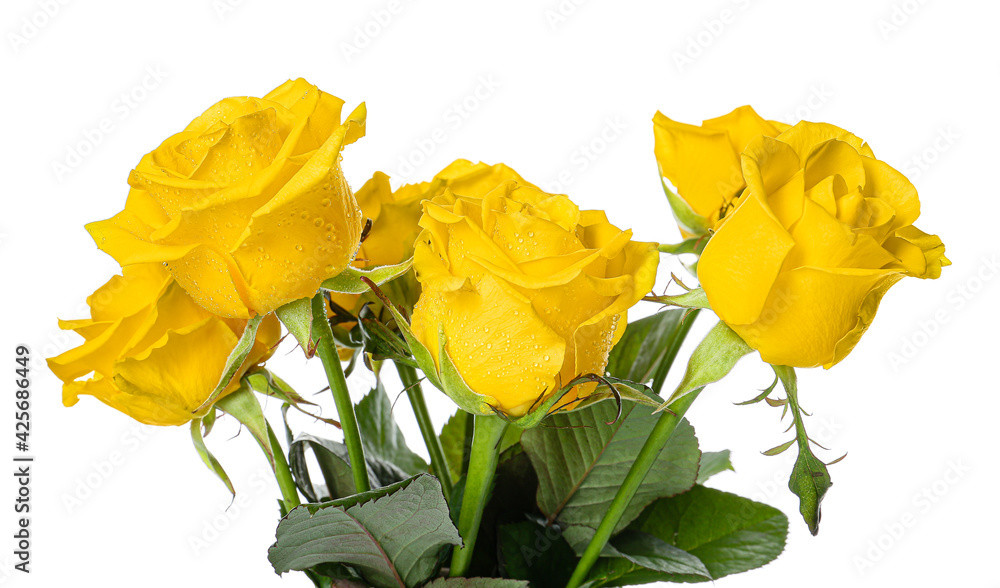 Fresh yellow roses on white background