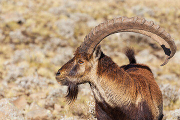 Very rare Walia ibex, Capra walia, one of the rarest ibex in world. Only about 500 individuals survived in Simien Mountains National park in Northern Ethiopia, Africa