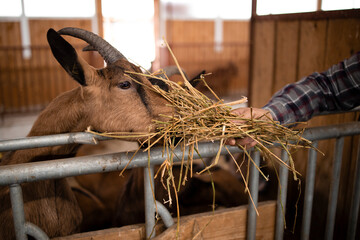 Wall Mural - Close up view of farmer hand feeding goat domestic animal with hay organic food.