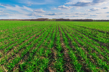 Wall Mural - Rows of fresh green crops on the farm field.