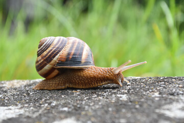 Wall Mural - Big snail in shell crawling on road. Helix pomatia also Roman snail, Burgundy snail, edible snail or escargot