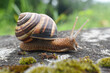 © Ivan - Big snail in shell crawling on road. Helix pomatia also Roman snail, Burgundy snail, edible snail or escargot