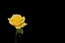 Yellow Rose Flower Isolated On Black Background