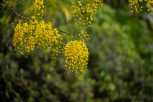 Kanikonna / Konnapoo - The Vishu Special Flower 
Cassia Fistula, Commonly Known As Golden Shower, Purging Cassia, Indian Laburnum.
