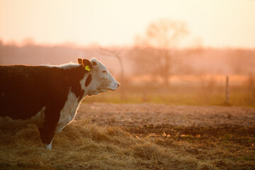 A cow on the pasture