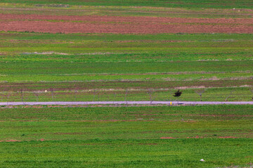 Plowed fields in spring with a condensed perspective