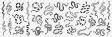 Various Snakes Of Different Patterns Doodle Set. Collection Of Hand Drawn Wild Snakes Cobra Python Wriggling On Ground Ready To Bite Isolated On Transparent Background