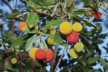 Wall Mural - fruits and leaves of strawberry tree