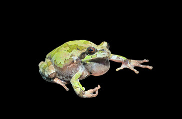 Canvas Print - Tree-frog (Hyla Japonica)