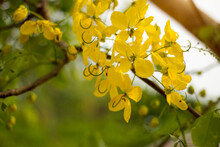 Ratchaphruek Or Multiply Flowers, Cassia Fistula L. Or Golden Shower Are Blooming On The Tree