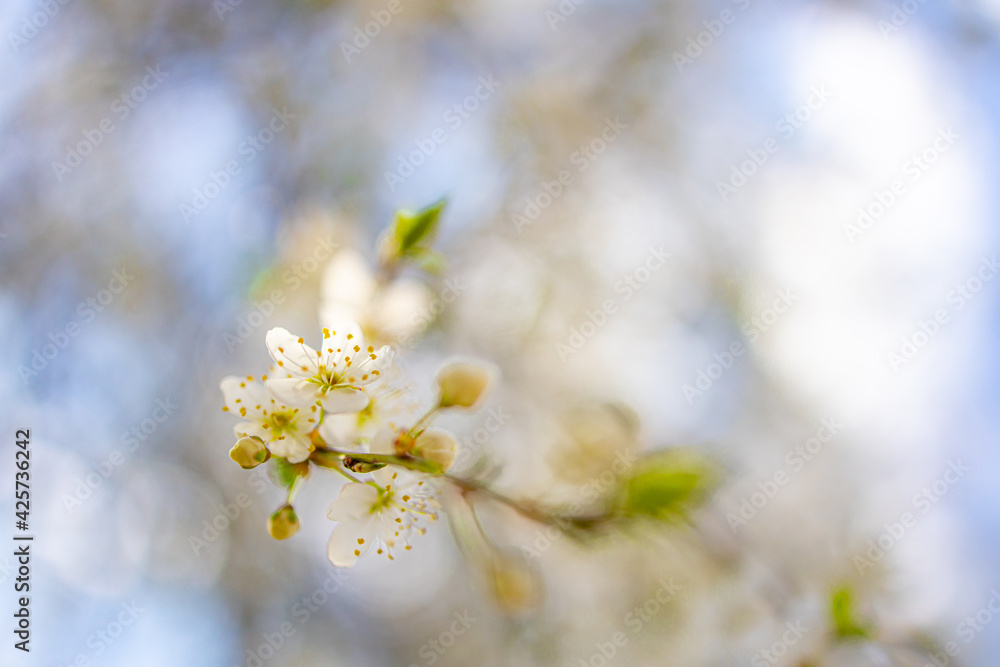 Spring banner, branches of blossoming cherry with bright background. Dream nature outdoor blur. Pink sakura flowers, dreamy romantic spring, landscape panorama. Sun rays, relax floral view - obrazy, fototapety, plakaty 