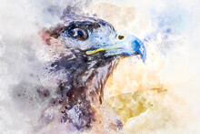 Watercolor, American Eagle, Diurnal Bird Of Prey With Beautiful Plumage And Yellow Beak