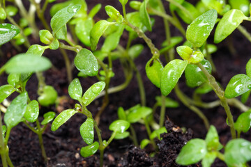 Wall Mural - Small sprouts of plants