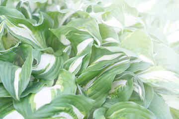 Wall Mural - Green leaves  in white light