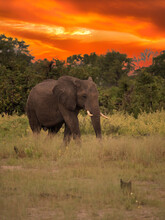 African Elephant Grazing On Botswana Savannah At Sunset