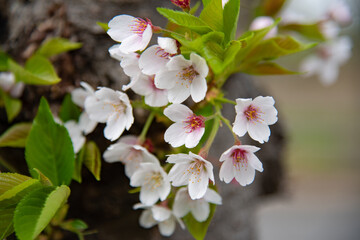 Canvas Print - 桜