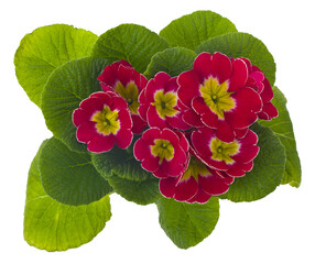 Sticker - Red flowers primrose isolated on white background close-up.