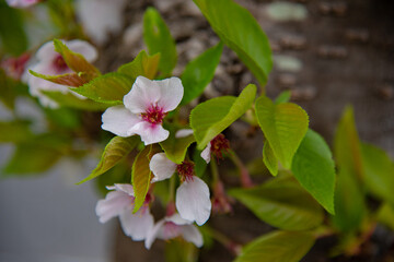 Poster - 桜