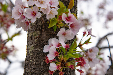 Sticker - 桜