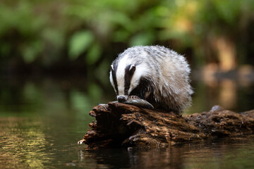 Badger in forest. Wild animal. Hunter.