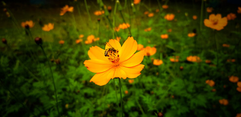 yellow flowers and bee in the garden