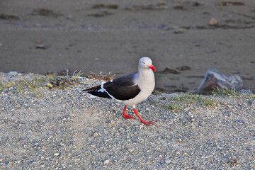 Sticker - The gull in Ushuaia city on Tierra del Fuego, Argentina