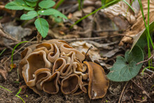 Densley Growing Cup Morels Mushroom In The Spring