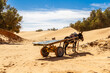 © krysek - A donkey with an empty cart waiting in the oasis. Ksar Ghilane, Sahara desert, Tunisia, North Africa,