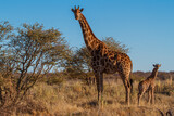 Fototapeta Sawanna - Mother and baby giraffe enjoying the sun