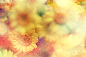 yellow daisies summer background, abstract natural floral spring