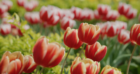 Poster - Red and yellow tulip flower garden