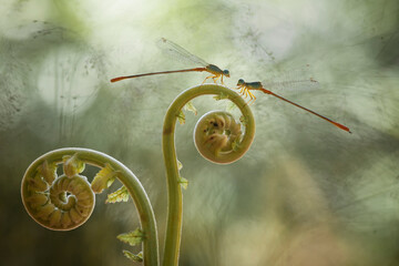 Damselflies on Plants