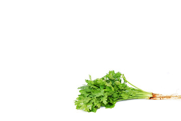 Thai Coriander isolated on white