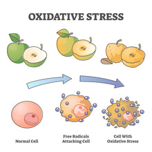 Oxidative Stress Aging As Free Radical Cell Attacking Process Outline Diagram