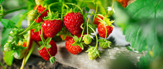 Ripe organic strawberry bush in the garden close up