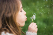 petite fille en train de souffler sur une fleur de pissenlit pour faire s'encoler toutes les graines comme des parachutes. Un joli moment de tendresse et de bonheur enfantin au printemps.
