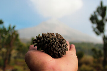 un cono o estróbilo de pino, sostenido en una mano, significado de amar la naturaleza 