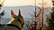 Pies bulterier podziwiający widoki górskie