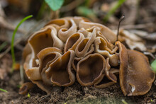 Densley Growing Cup Morels Mushroom In The Spring Detail