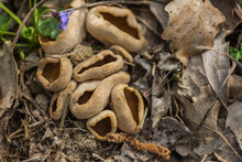 Densley Growing Cup Morels On The Forest Ground