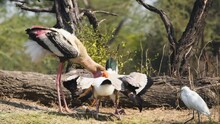 Close Up Shot Of Painted Storks Or Mycteria Leucocephala Mother Feeding Her Chicks Behavior And Juvenile Birds Calling For Food At Keoladeo National Park Or Bharatpur Bird Sanctuary Rajasthan India