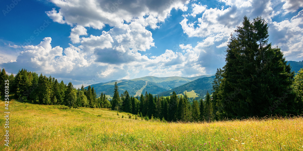 forest on the grassy meadow in mountains. beautiful countryside landscape on a sunny day. fluffy clouds on the blue sky above the distant borzhava ridge. summer adventures in carpathians - obrazy, fototapety, plakaty 