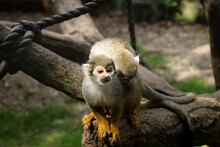Love Moment Of A Pair Of Common Squirrel Monkey On A Branch. Saimiri Sciureus In A Love Embrace With His Colleague. Animal Substance