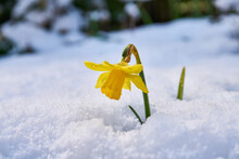 Close Up Of Blooming Daffodil Covered In Snow                              