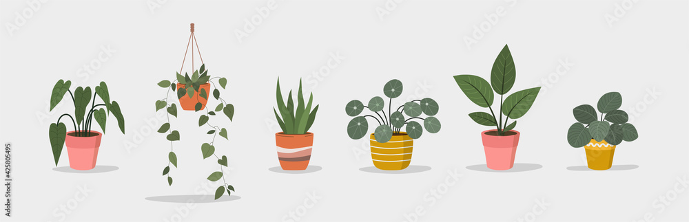 Set of Houseplant in pot isolated. Vector flat style illustration Stock ...