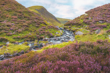 a colourful purple heather landscape and mountain stream along tail burn at grey mare's tail waterfa