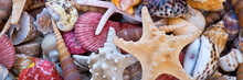 Seashells And Starfishes, Beach And Summer Panoramic Background