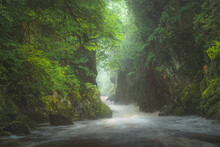 The Green, Lush, Atmospheric And Ethereal Gorge Ravine Fairy Glen And Rushing Water Of River Conwy Near Betws-y-Coed In North Wales.