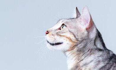 Silver Bengal Cat in studio