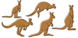 Känguru Kangaroo Kontur Zeichnungen Vektor Grafik